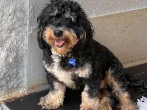 Cachorro raça Srd idade  nome Boris