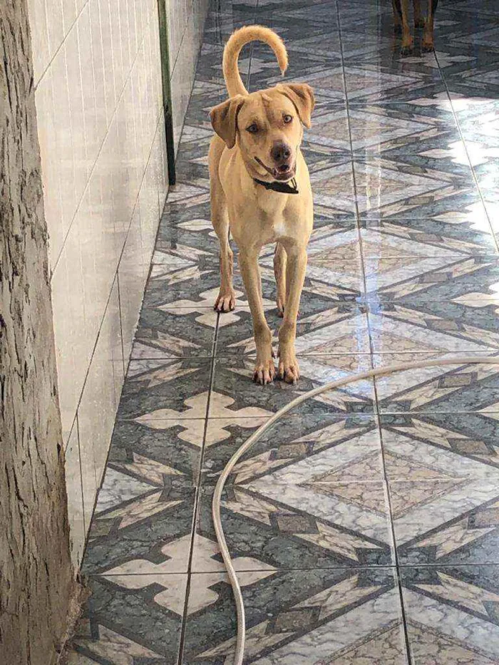 Cachorro ra a Sem raca definida idade 1 ano nome Brutus