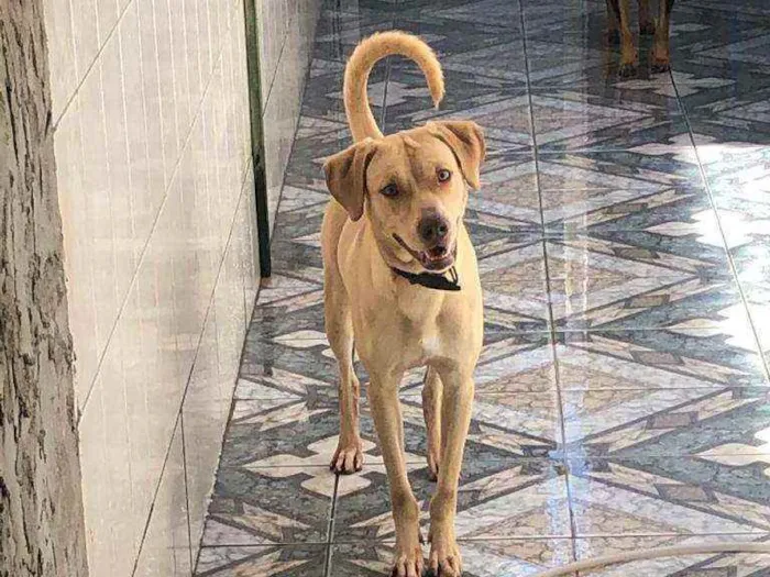 Cachorro ra a Sem raca definida idade 1 ano nome Brutus