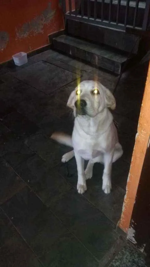Cachorro ra a Labrador idade 7 a 11 meses nome Theoo