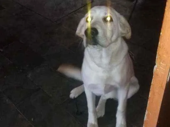 Cachorro ra a Labrador idade 7 a 11 meses nome Theoo