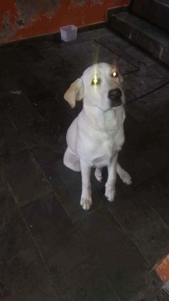 Cachorro ra a Labrador idade 7 a 11 meses nome Theoo