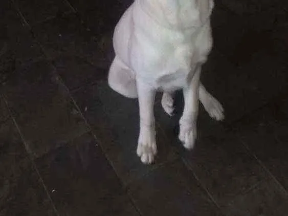 Cachorro ra a Labrador idade 7 a 11 meses nome Theoo