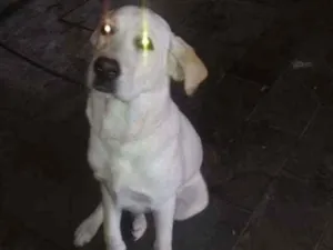 Cachorro raça Labrador idade 7 a 11 meses nome Theoo