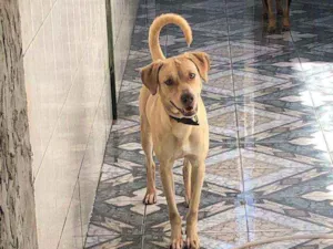 Cachorro raça Sem raca definida idade 1 ano nome Brutus