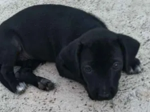 Cachorro raça SRD idade 2 a 6 meses nome Sem nome
