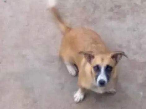 Cachorro ra a Sem raça definida  idade 7 a 11 meses nome Bela nina machinha