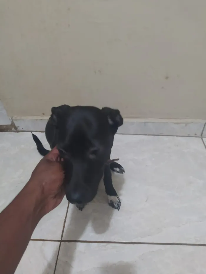 Cachorro ra a Vira Lata idade 2 a 6 meses nome Malu