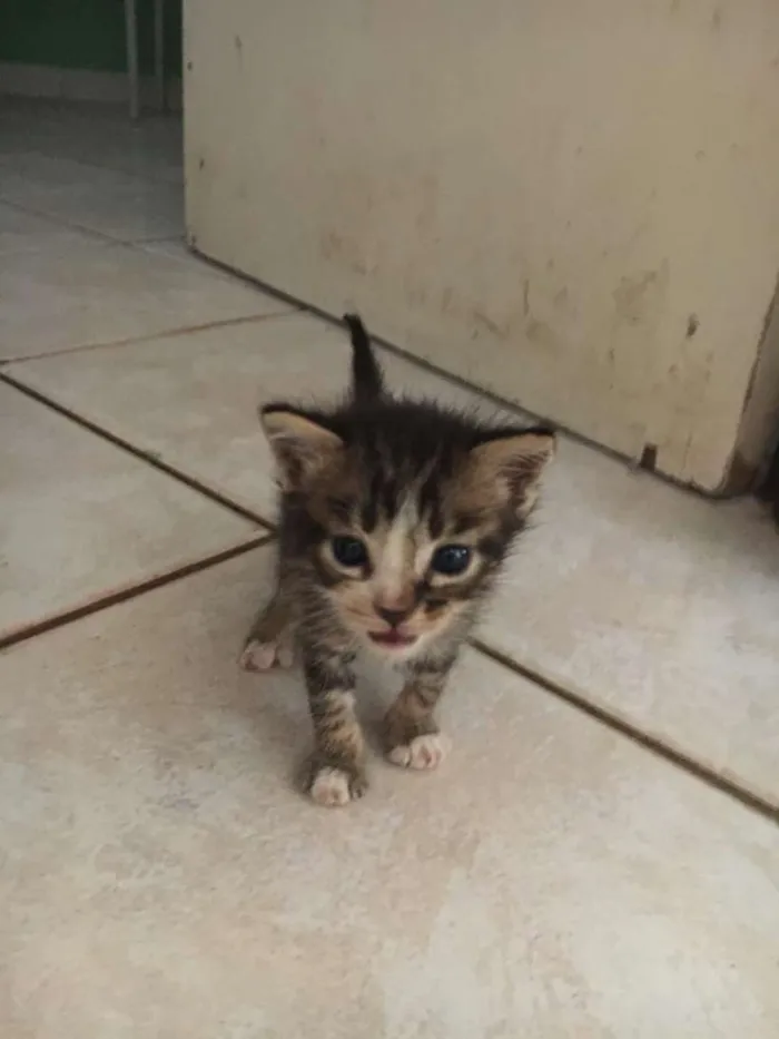 Gato raça Indefinida idade 2 a 6 meses nome Quiet