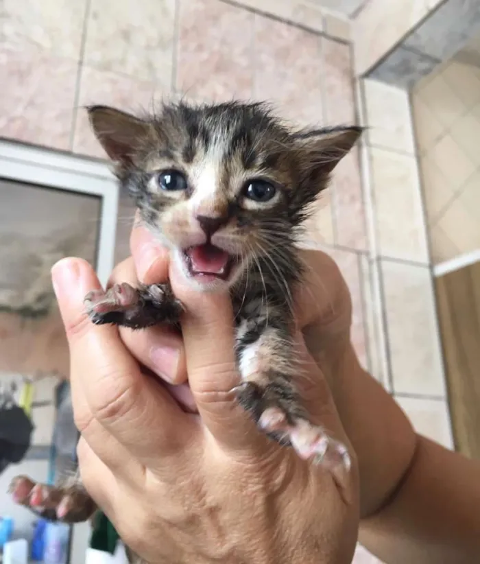 Gato raça Indefinida idade 2 a 6 meses nome Quiet