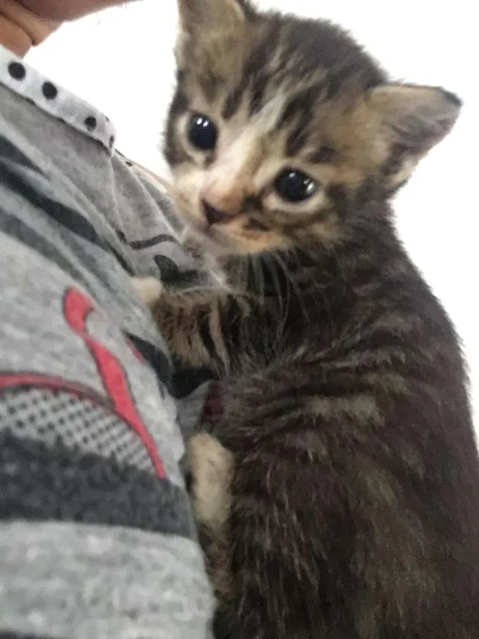 Gato raça Indefinida idade 2 a 6 meses nome Quiet