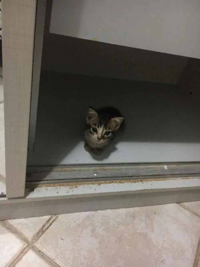 Gato raça Indefinida idade 2 a 6 meses nome Quiet