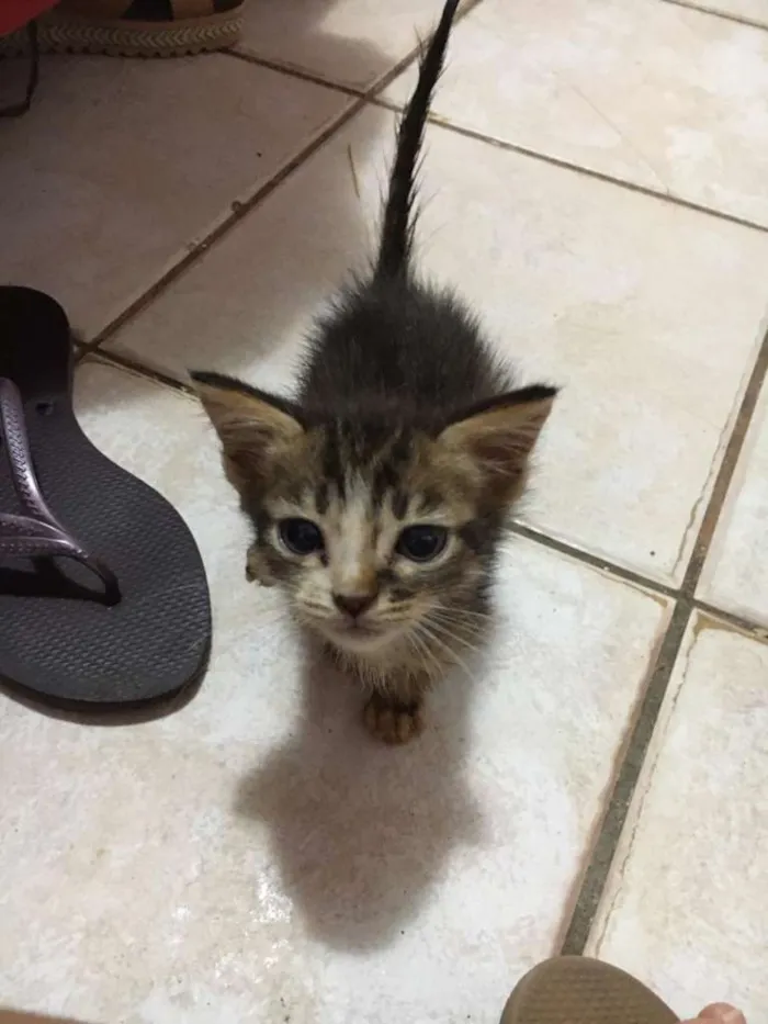 Gato raça Indefinida idade 2 a 6 meses nome Quiet