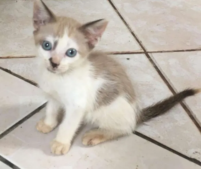 Gato raça Indefinida idade 2 a 6 meses nome Café com leite