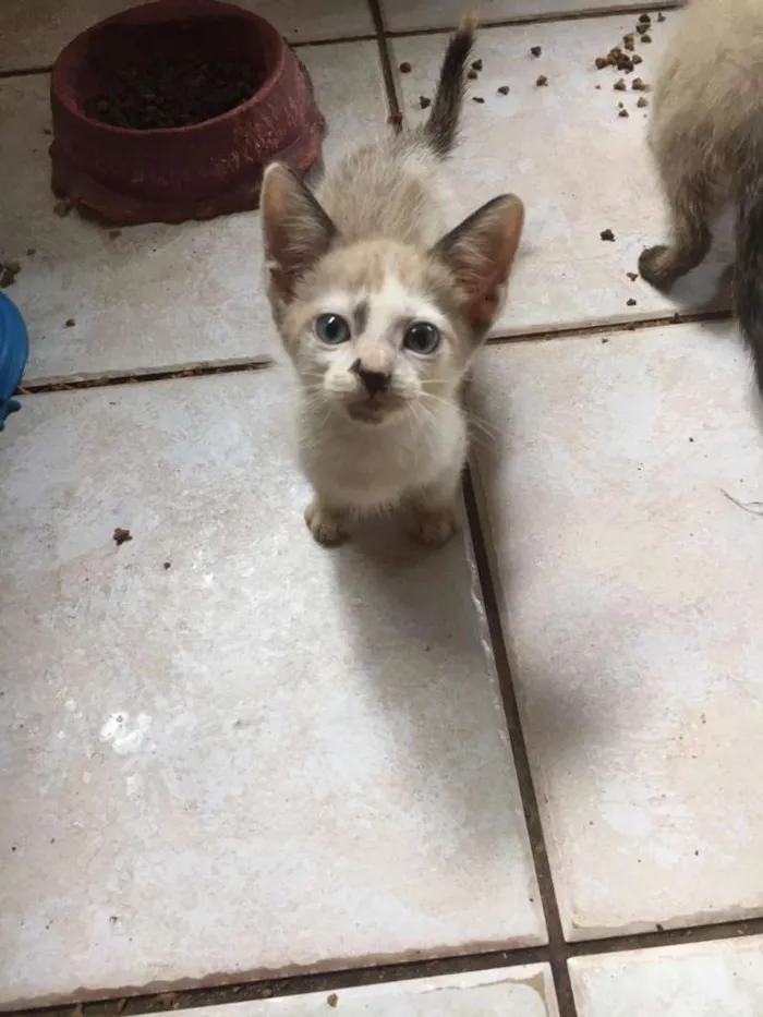 Gato raça Indefinida idade 2 a 6 meses nome Café com leite