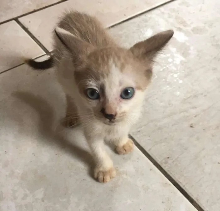 Gato raça Indefinida idade 2 a 6 meses nome Café com leite
