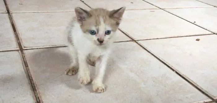 Gato raça Indefinida idade 2 a 6 meses nome Café com leite