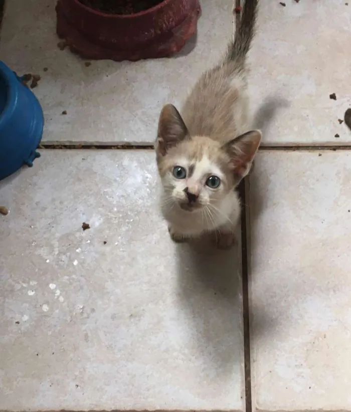 Gato raça Indefinida idade 2 a 6 meses nome Café com leite