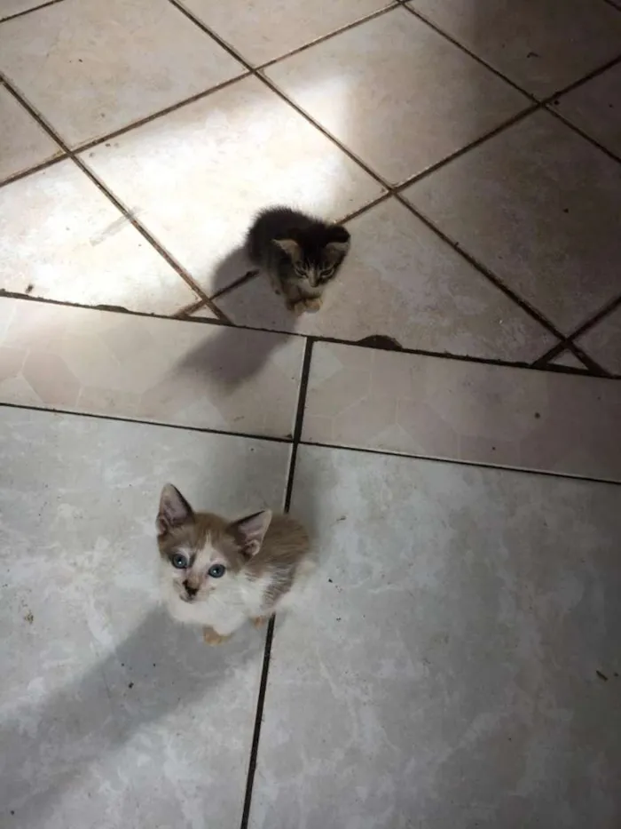 Gato raça Indefinida idade 2 a 6 meses nome Café com leite