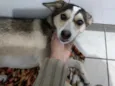 Maia