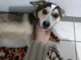 Maia