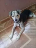 Bidu