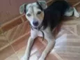 Bidu