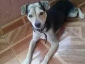 Cachorro raça SRD idade 4 anos nome Bidu