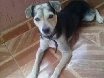 Cachorro ra a SRD idade 4 anos nome Bidu