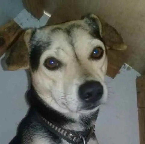 Cachorro ra a SRD idade 4 anos nome Bidu