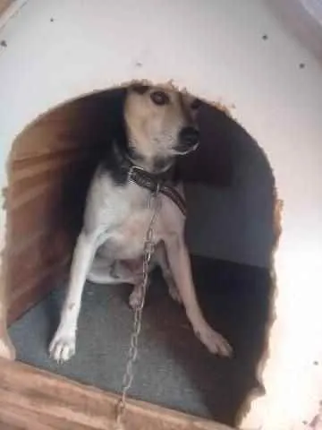 Cachorro ra a SRD idade 4 anos nome Bidu