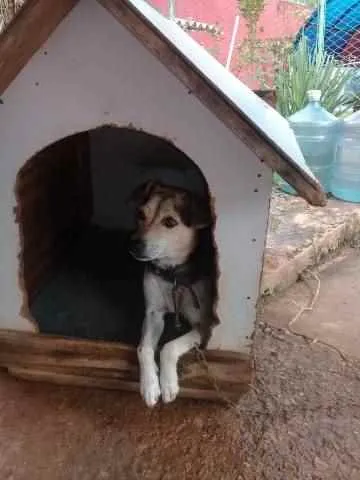 Cachorro ra a SRD idade 4 anos nome Bidu