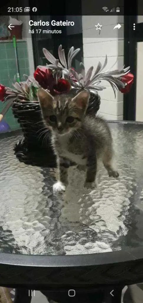 Gato ra a SRD idade Abaixo de 2 meses nome Pérola 