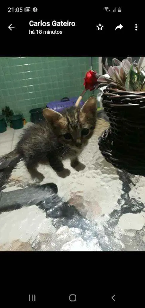 Gato ra a SRD idade Abaixo de 2 meses nome Pérola 