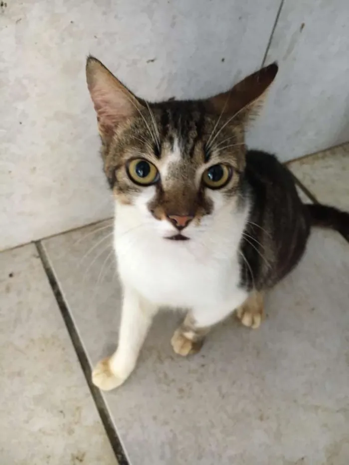 Gato ra a Indefinida idade 2 anos nome Gordin