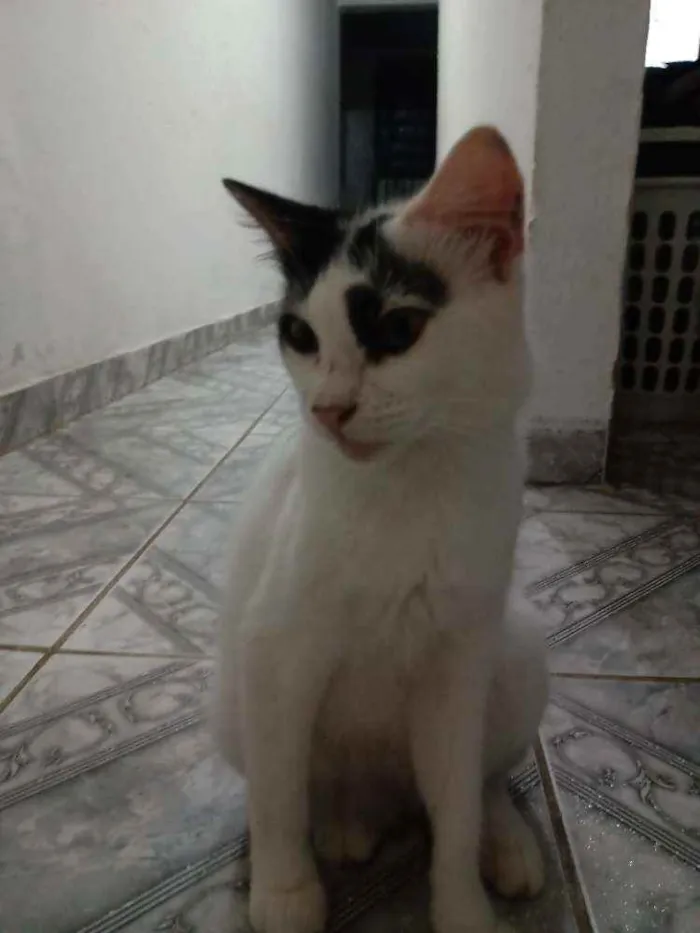 Gato raça  idade 1 ano nome Cecília, biscoito, l