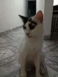 Cecília, biscoito, l