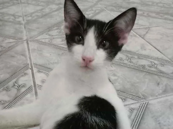 Gato raça  idade 1 ano nome Cecília, biscoito, l