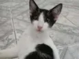 Cecília, biscoito, l