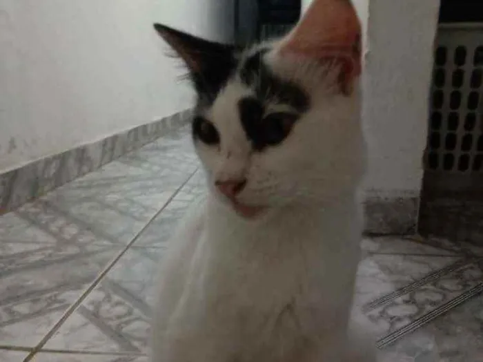 Gato raça  idade 1 ano nome Cecília, biscoito, l