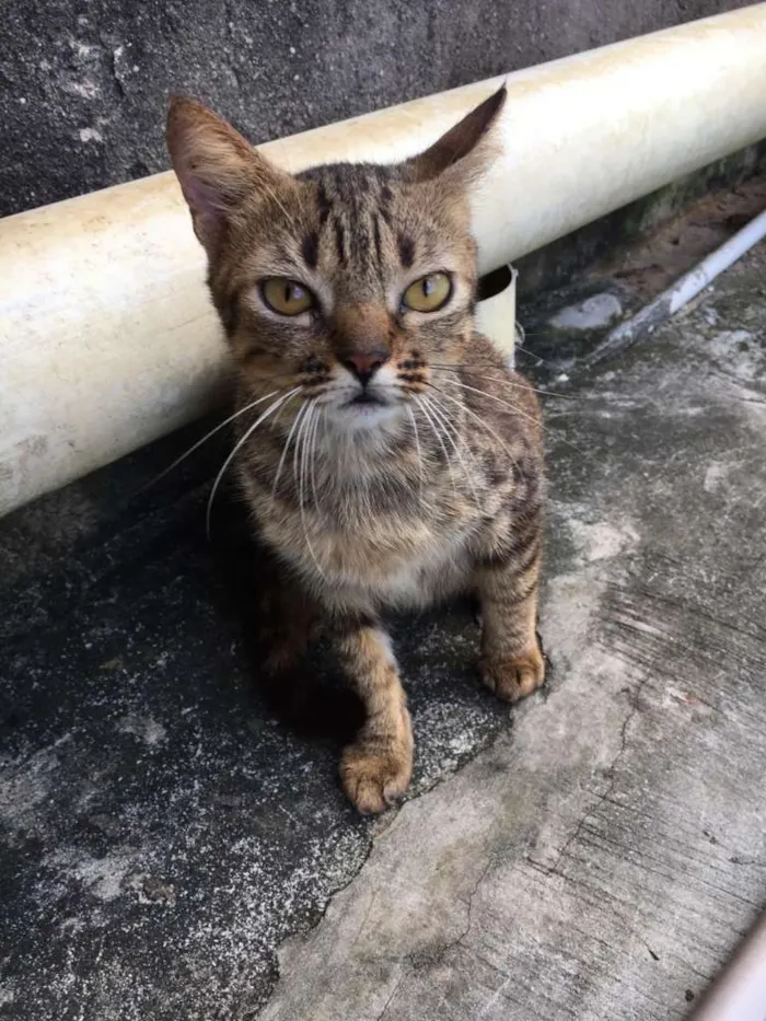 Gato ra a Indefinida idade 2 anos nome Red