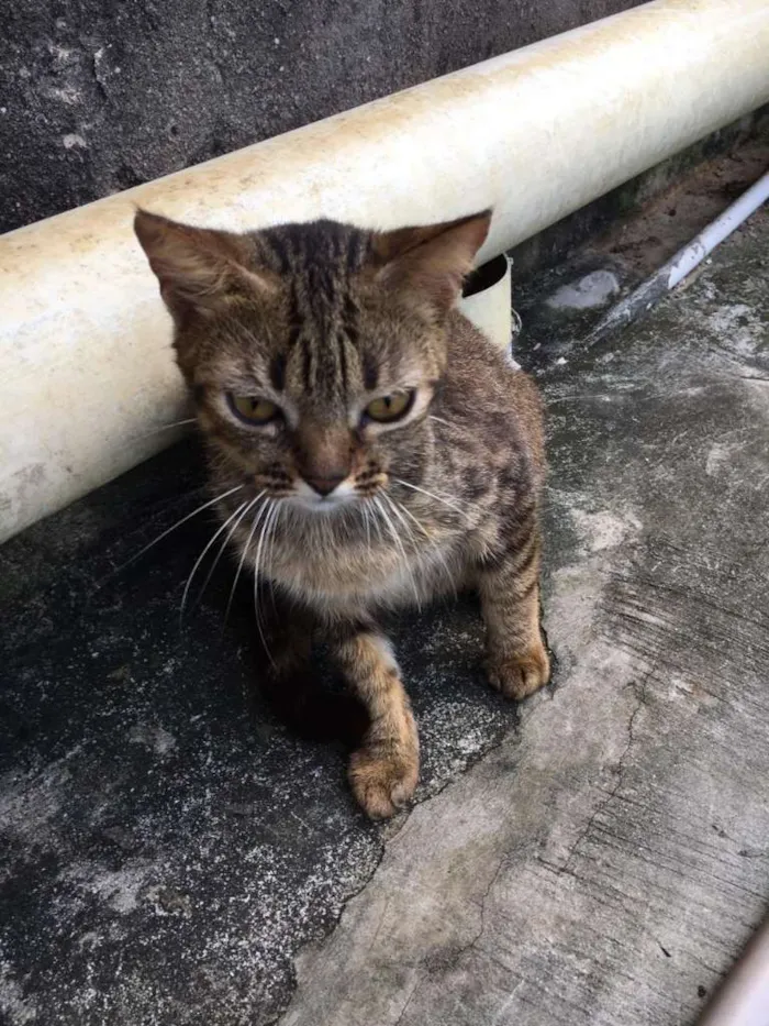 Gato ra a Indefinida idade 2 anos nome Red