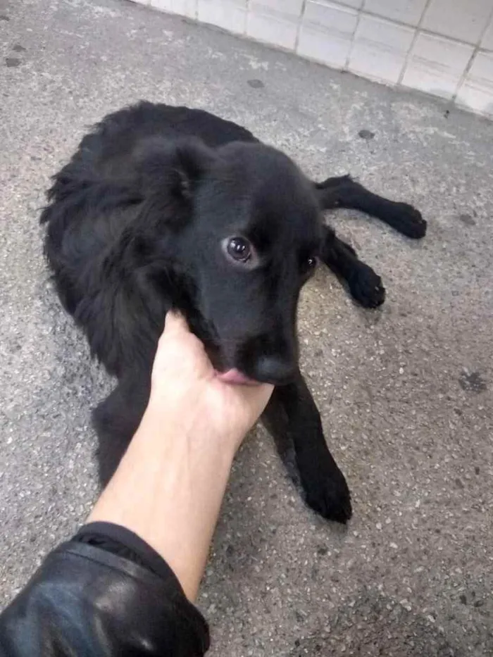 Cachorro ra a  idade 2 a 6 meses nome Não sei 