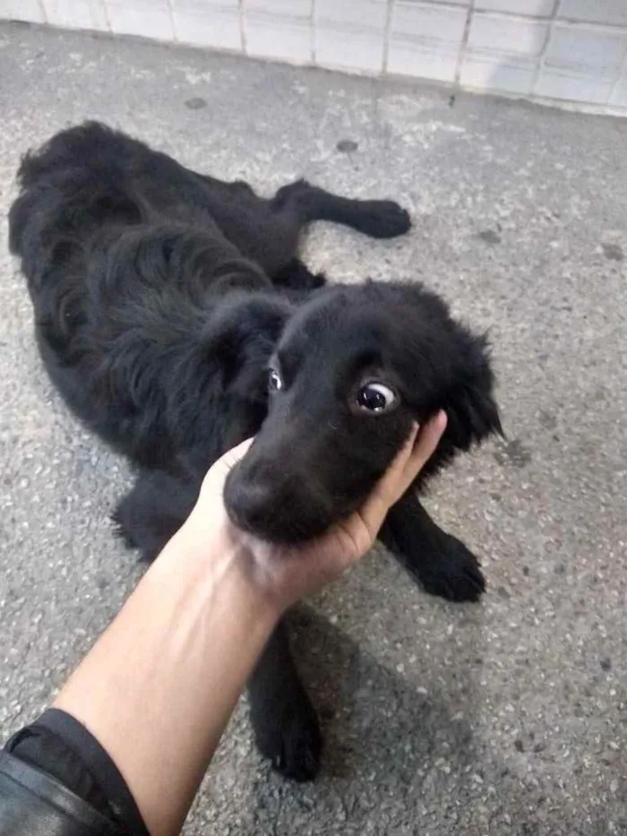 Cachorro ra a  idade 2 a 6 meses nome Não sei 