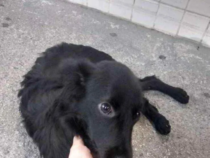 Cachorro ra a  idade 2 a 6 meses nome Não sei 