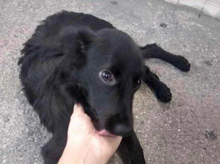Cachorro ra a  idade 2 a 6 meses nome Não sei 