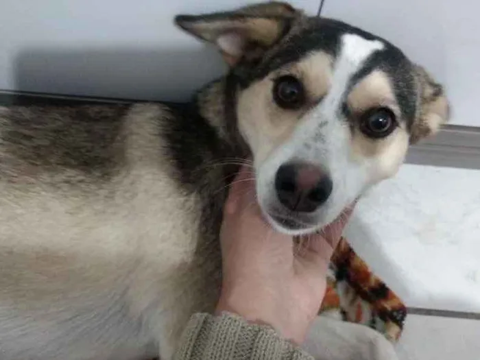 Cachorro ra a Não definida idade 1 ano nome Maia