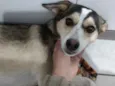 Maia