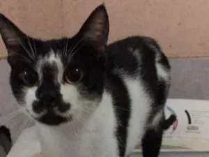 Gato raça Indefinida idade 2 anos nome Linda