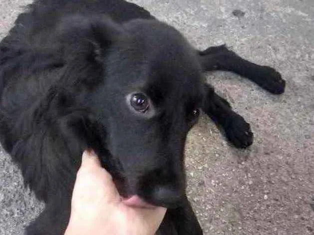 Cachorro ra a  idade 2 a 6 meses nome Não sei 